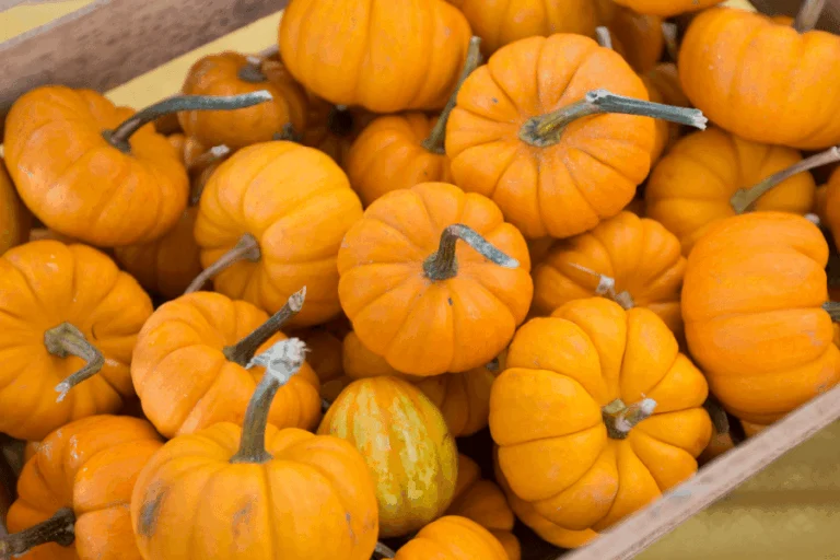 2026 Pumpkins on Parade at Downtown St. Joseph Michigan, Saint Joseph Michigan