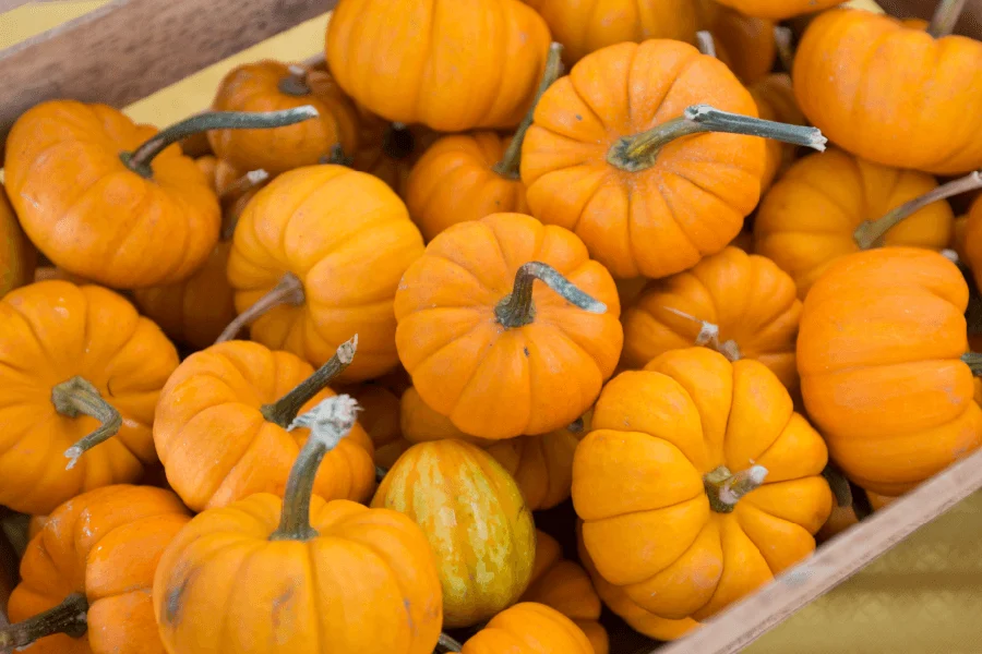 2026 Pumpkins on Parade at Downtown St. Joseph Michigan, Saint Joseph Michigan
