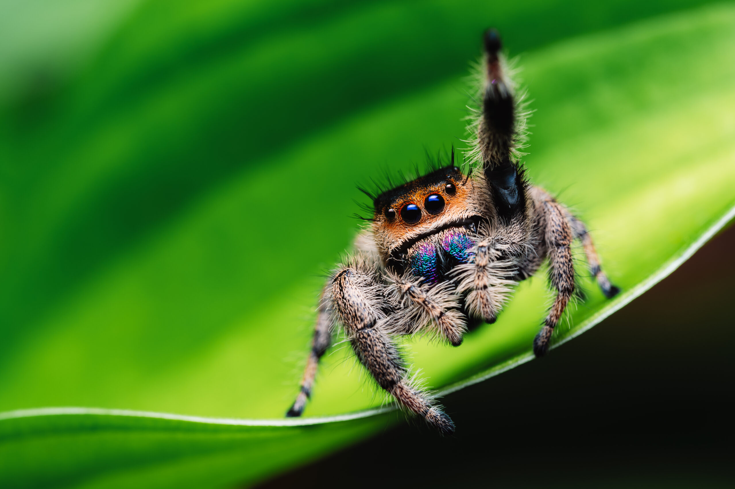 Silver Foxes: Spiders at Sarett Nature Center, Benton Harbor Michigan