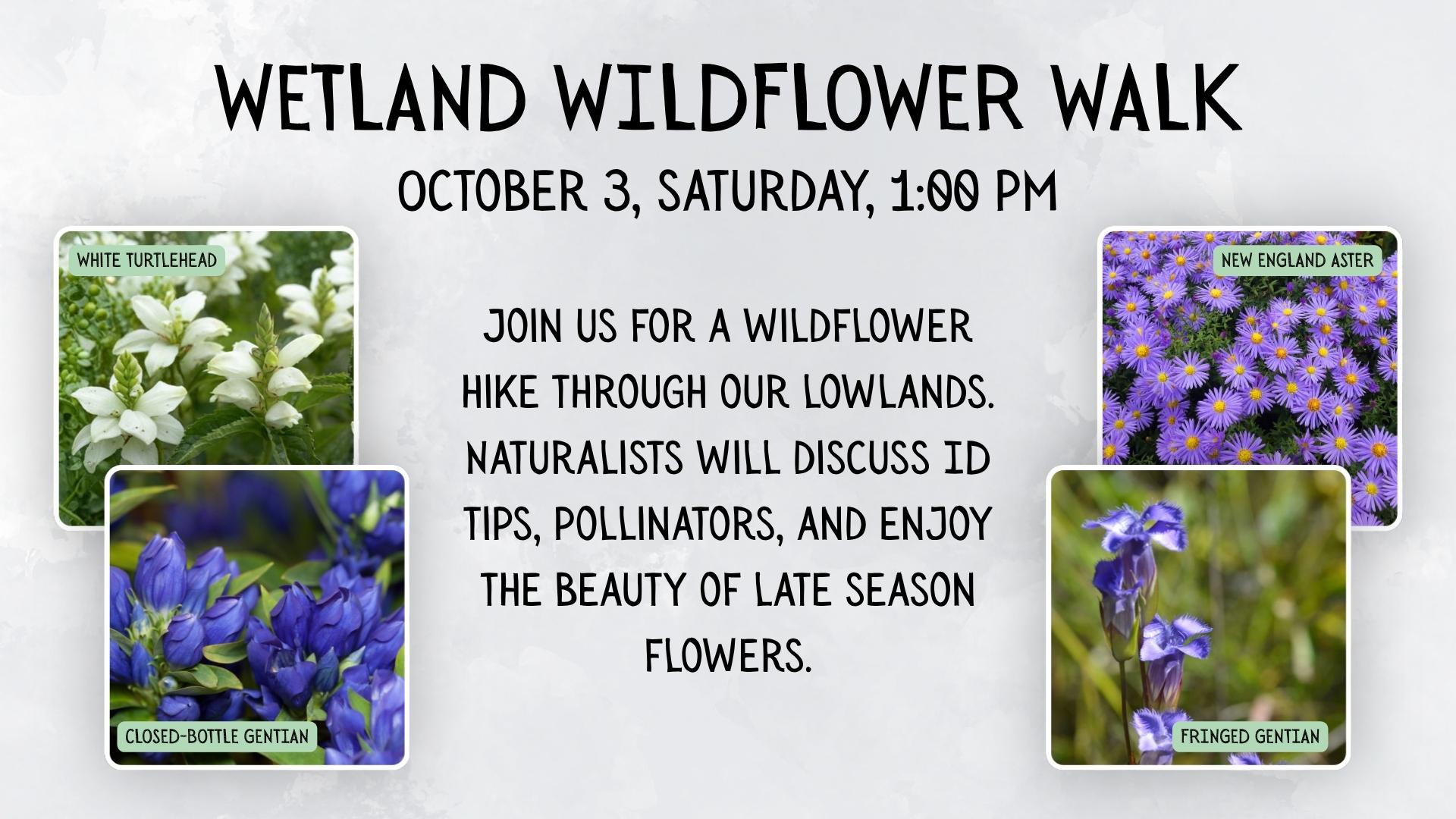 Wetland Wildflower Walk at Sarett Nature Center, Benton Harbor Michigan