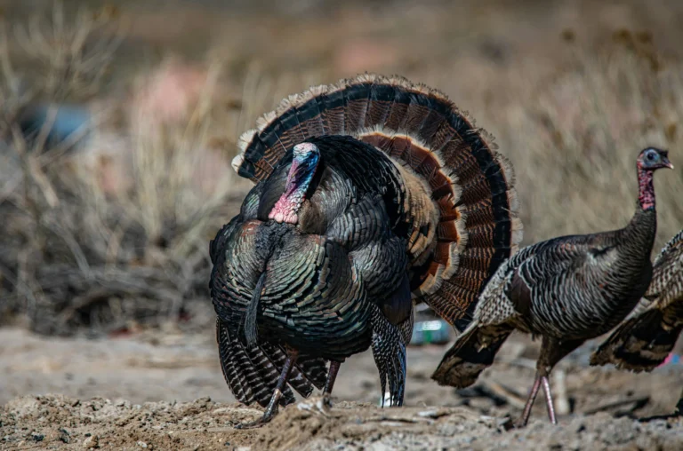 Silver Foxes: Turkey and Game Birds at Sarett Nature Center, Benton Harbor Michigan